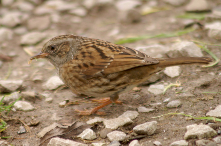 A dunnock