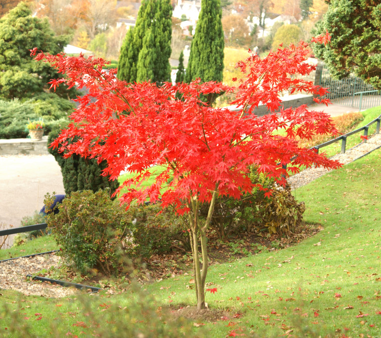 A blazing bright Japanese Maple