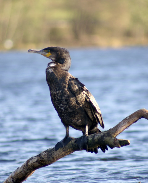 A cormorant in the middle of Grasmere