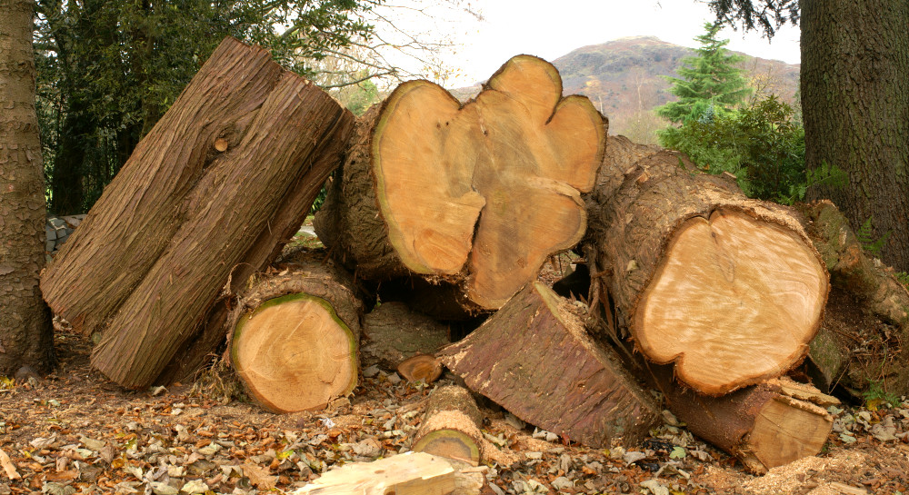 Logs, in the middle of Grasmere village