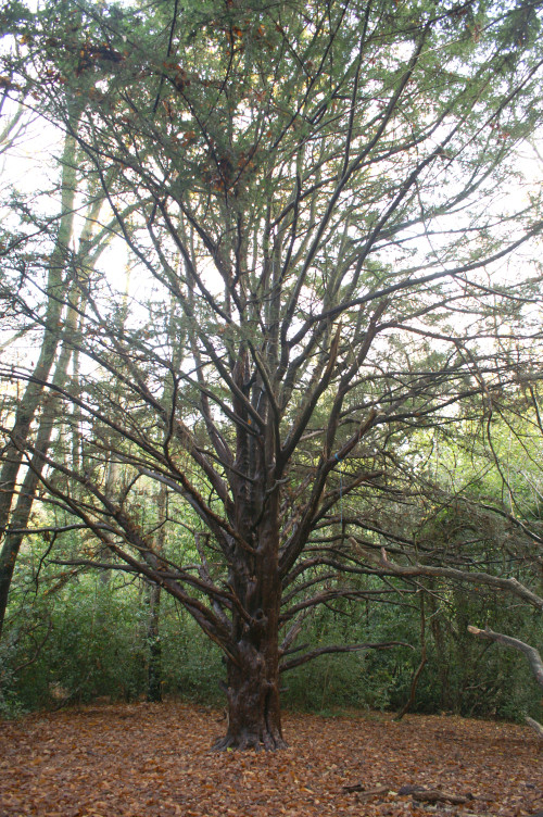 Impressive looking tree