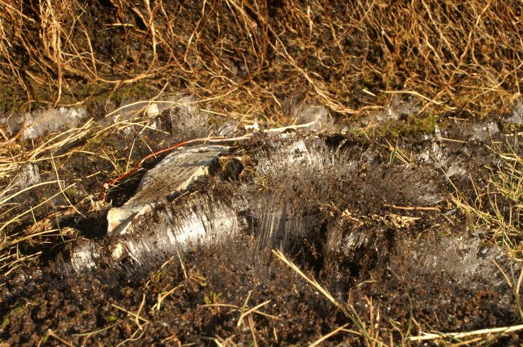 Very thin delecate icicles