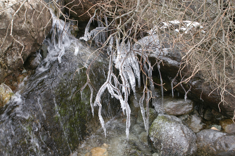 Tree branches encased in ice