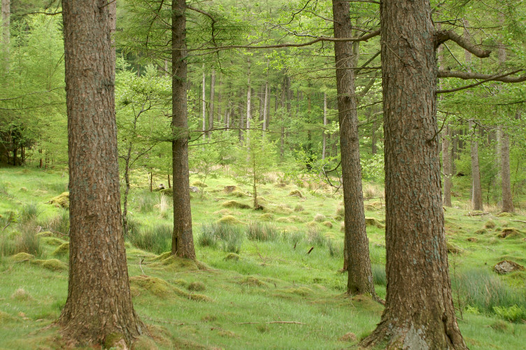 Woods along the shore of Buttermere
