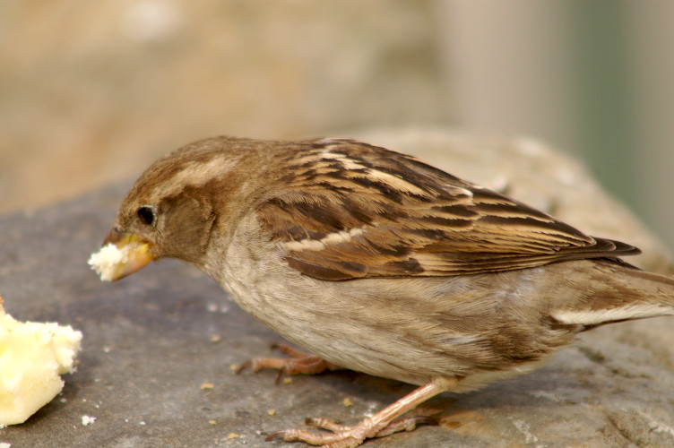 Sparrow