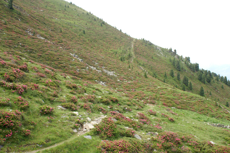Pink flower covered hillside