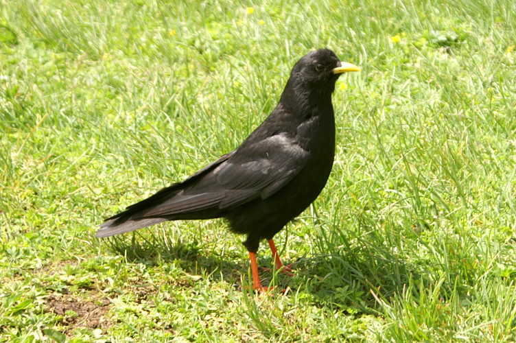 An Alpine Chough