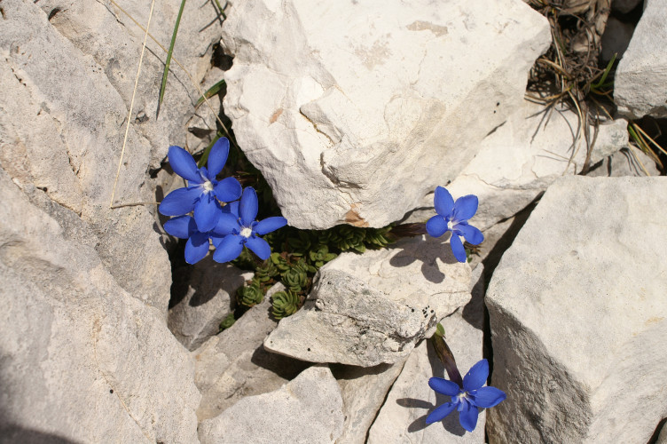 Flowers growing from the rocks
