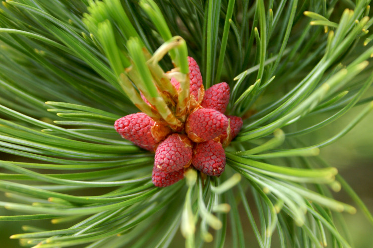 Pine cones in the making