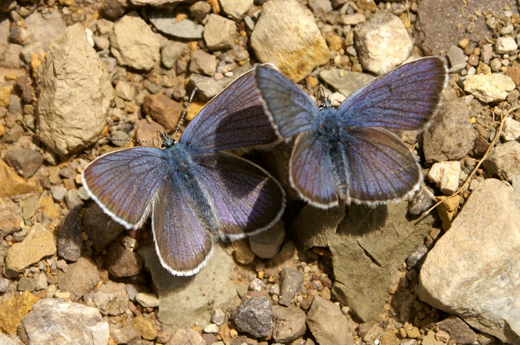 Blue butterflies