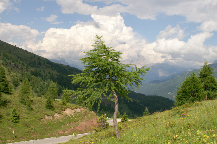 Tree, in front of the West valley