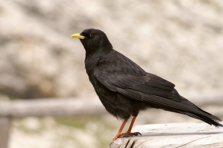 An Alpine Chough again