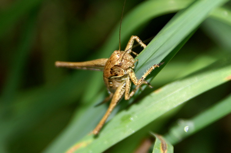 A cricket in the long grass