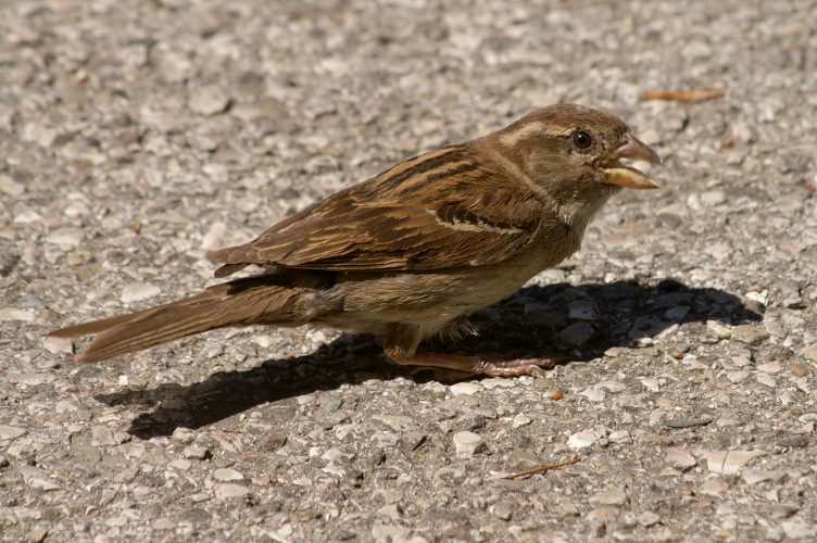 Sparrow