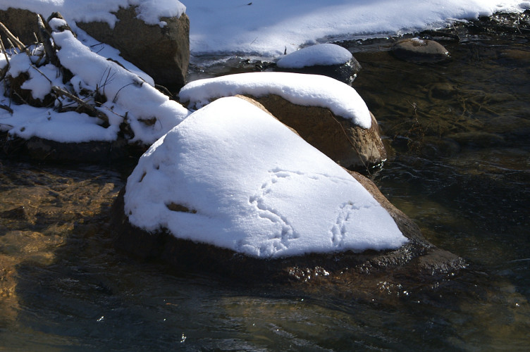 Tracks in the snow Tracks in the snow