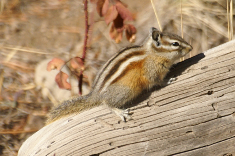 Chipmunk