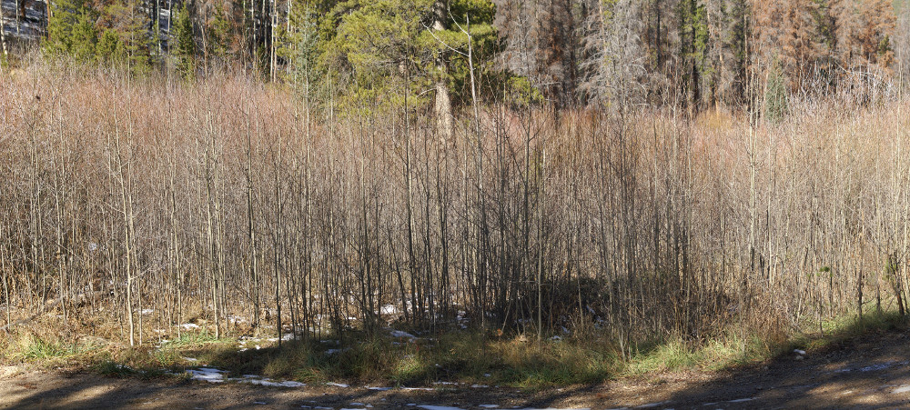 A stand of small trees