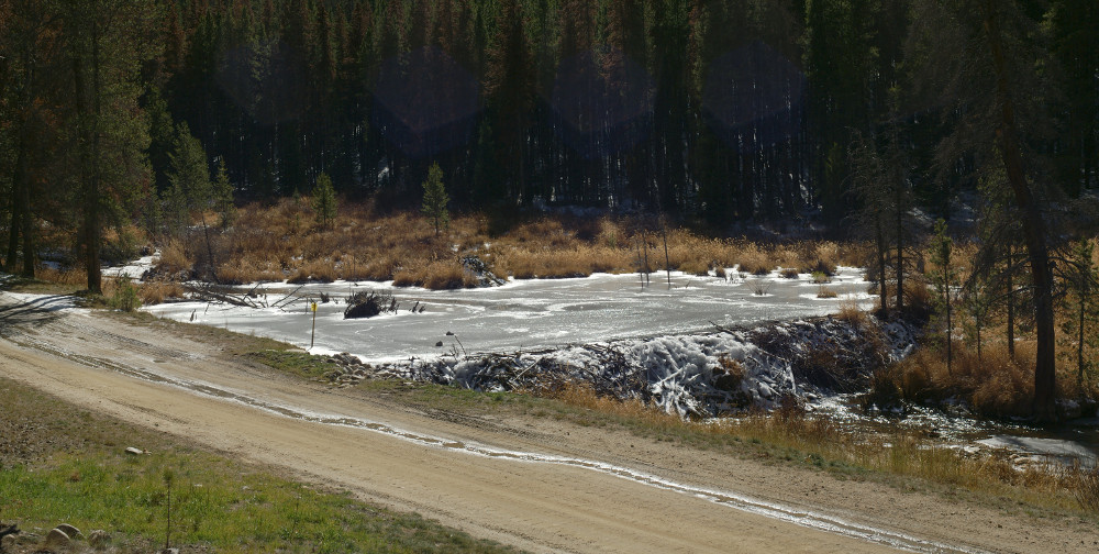 A beaver dam