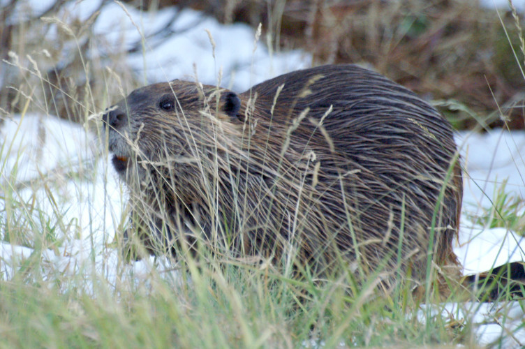 Beaver