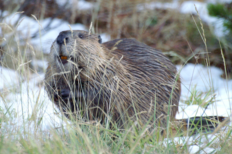 Beaver