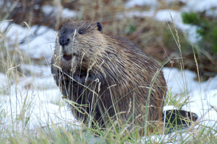 Beaver