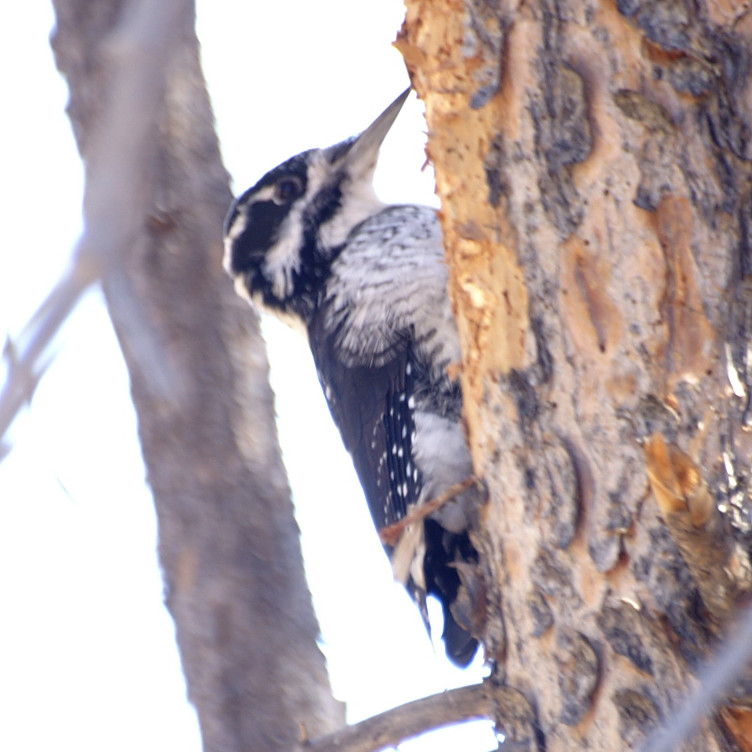 Woodpecker