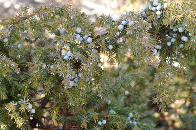 Juniper