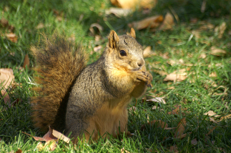 Squirrel in the park