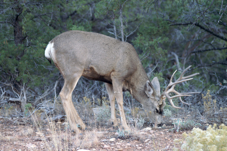 Mule deer
