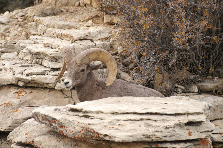 Bighorn Sheep
