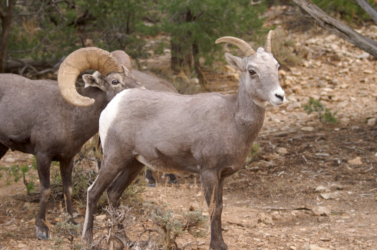 Bighorn Sheep