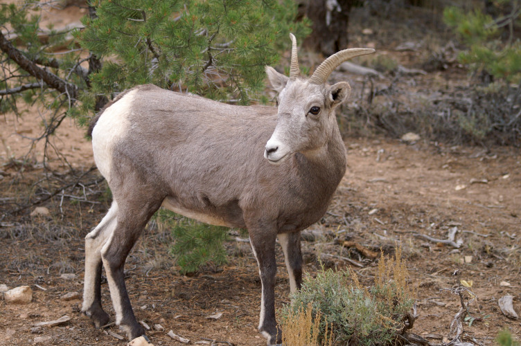Bighorn Sheep