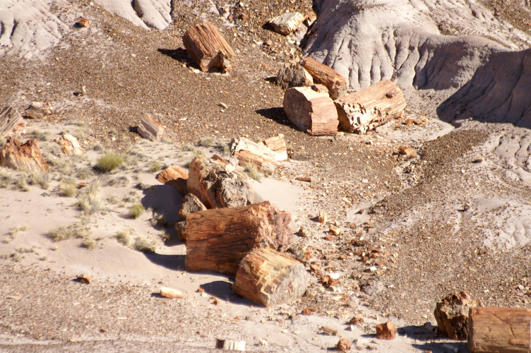 Petrified logs