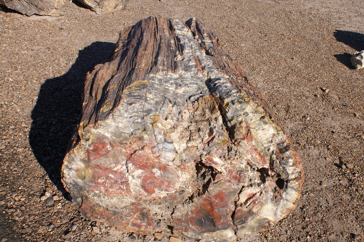 Petrified log