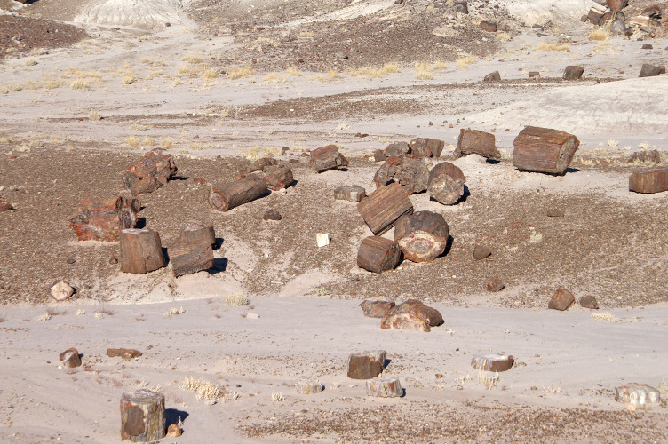 Petrified logs