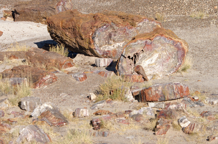 Colourful petrified wood