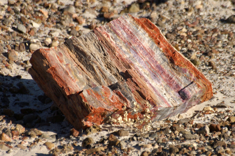 A small piece of petrified wood